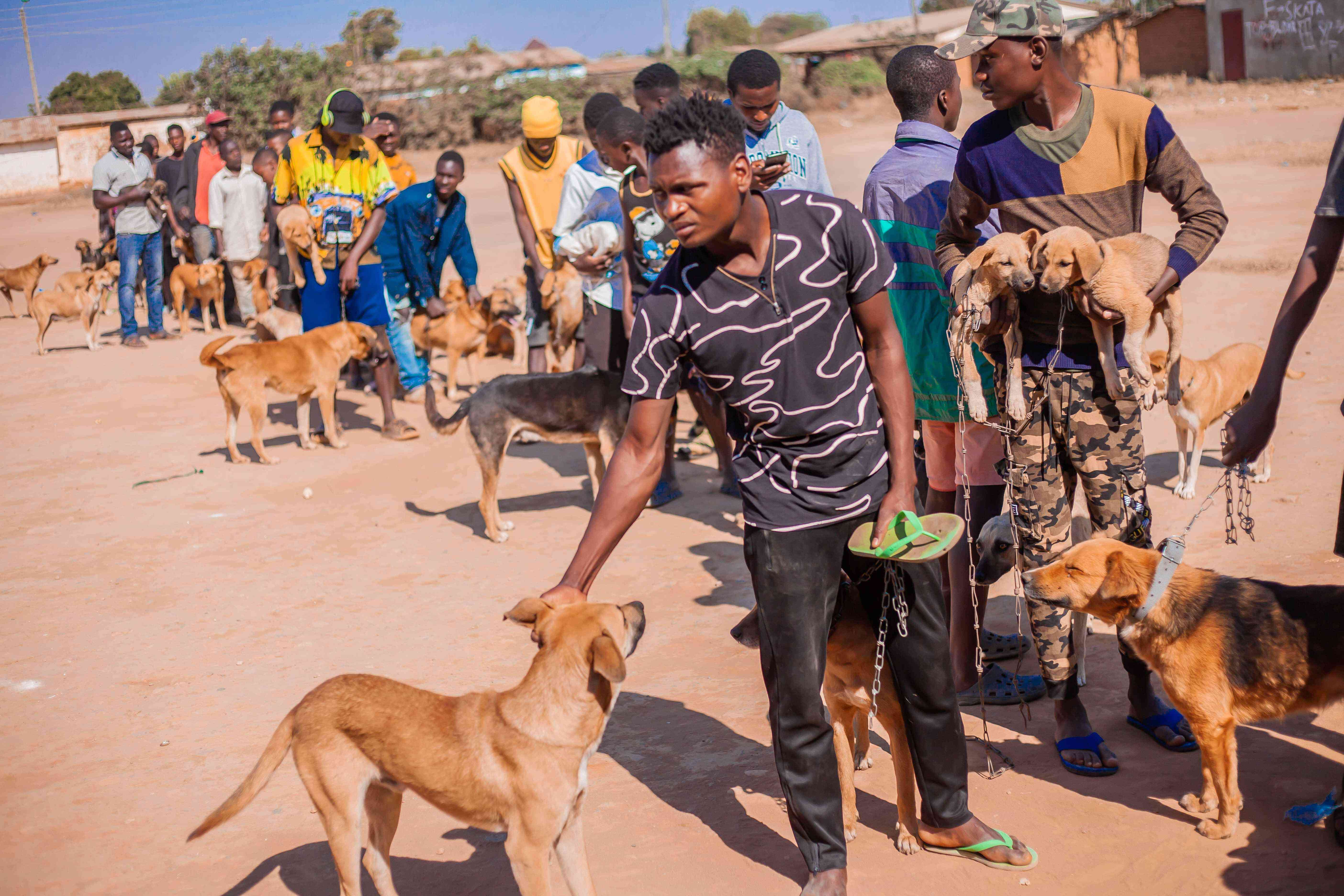 Mass rabies vaccination campaigns