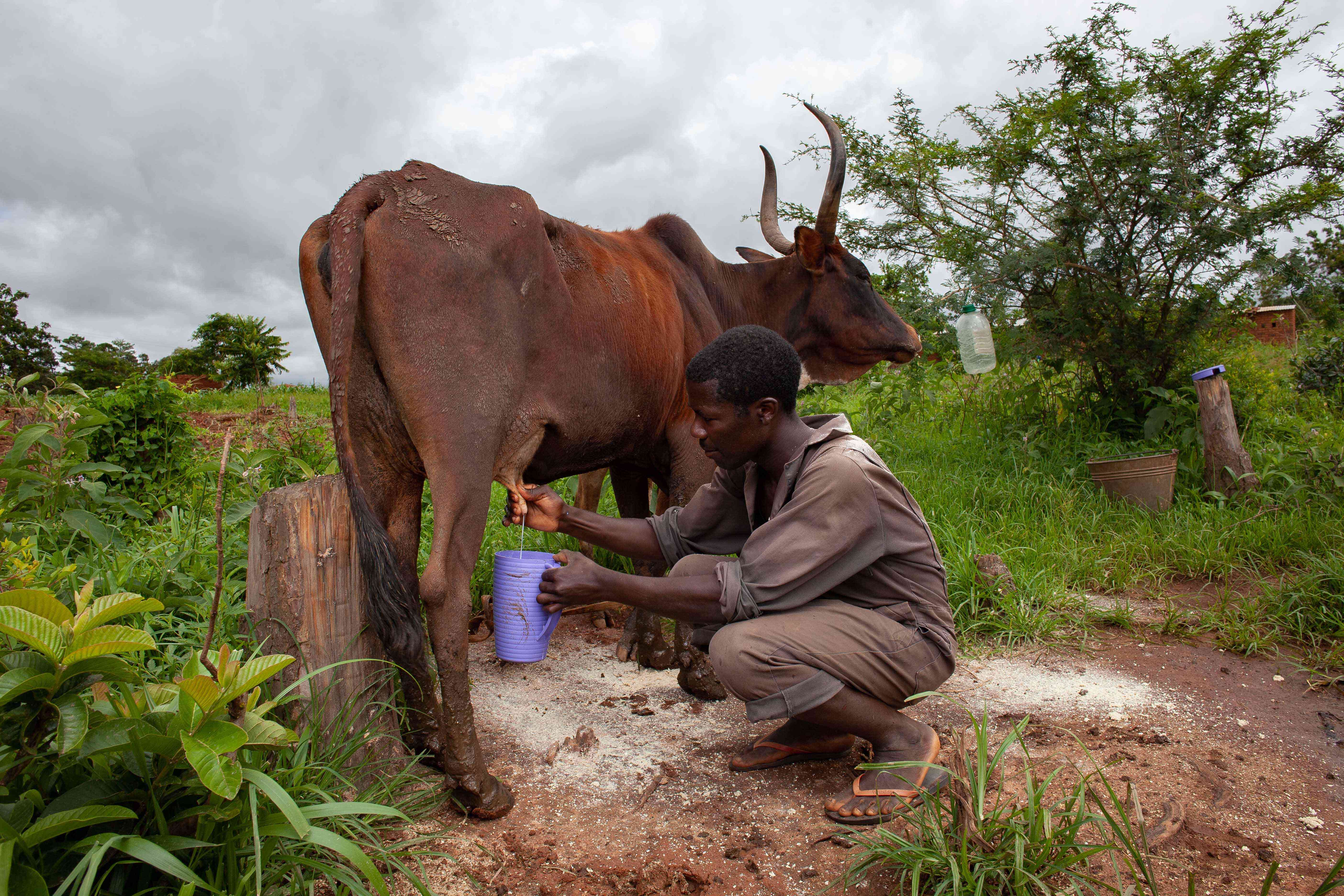 Local livestock farmers who benefit immensely from services provided by CAHWs trained by CCEI