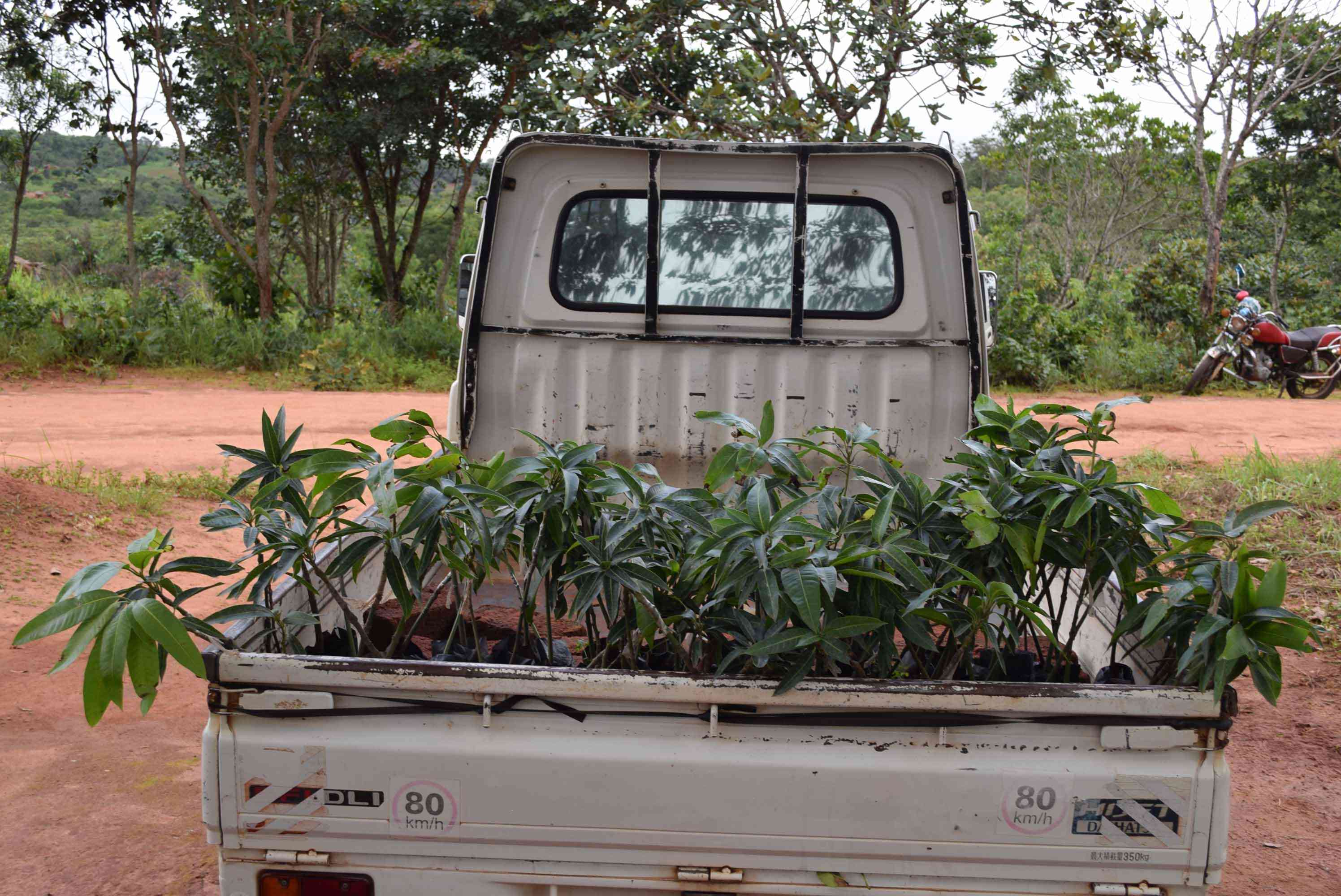 Distribution of fruit tree seedlings under MEET implemented by CCEI