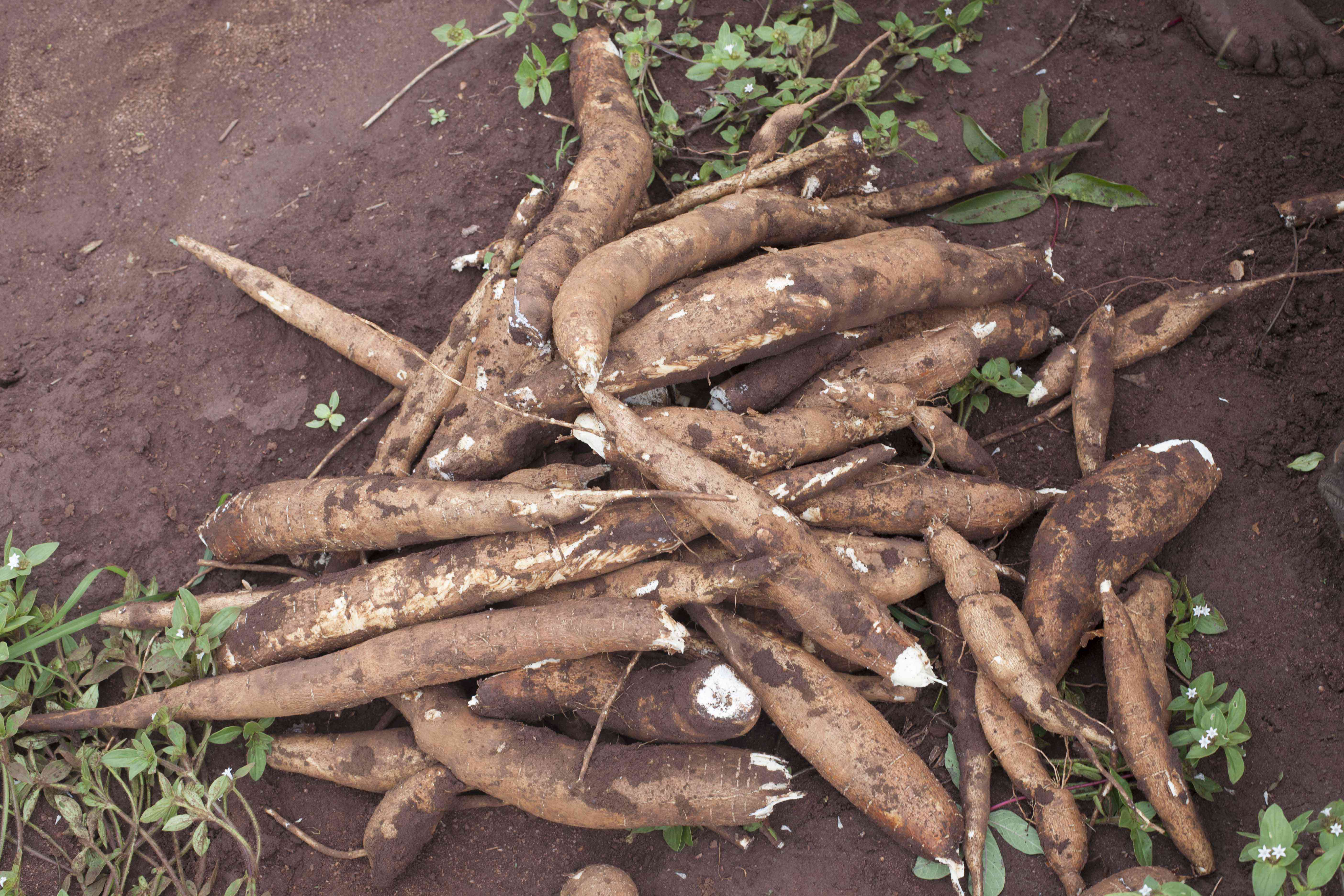 Crops promoted by CCEI to improve food security amidst climate change
