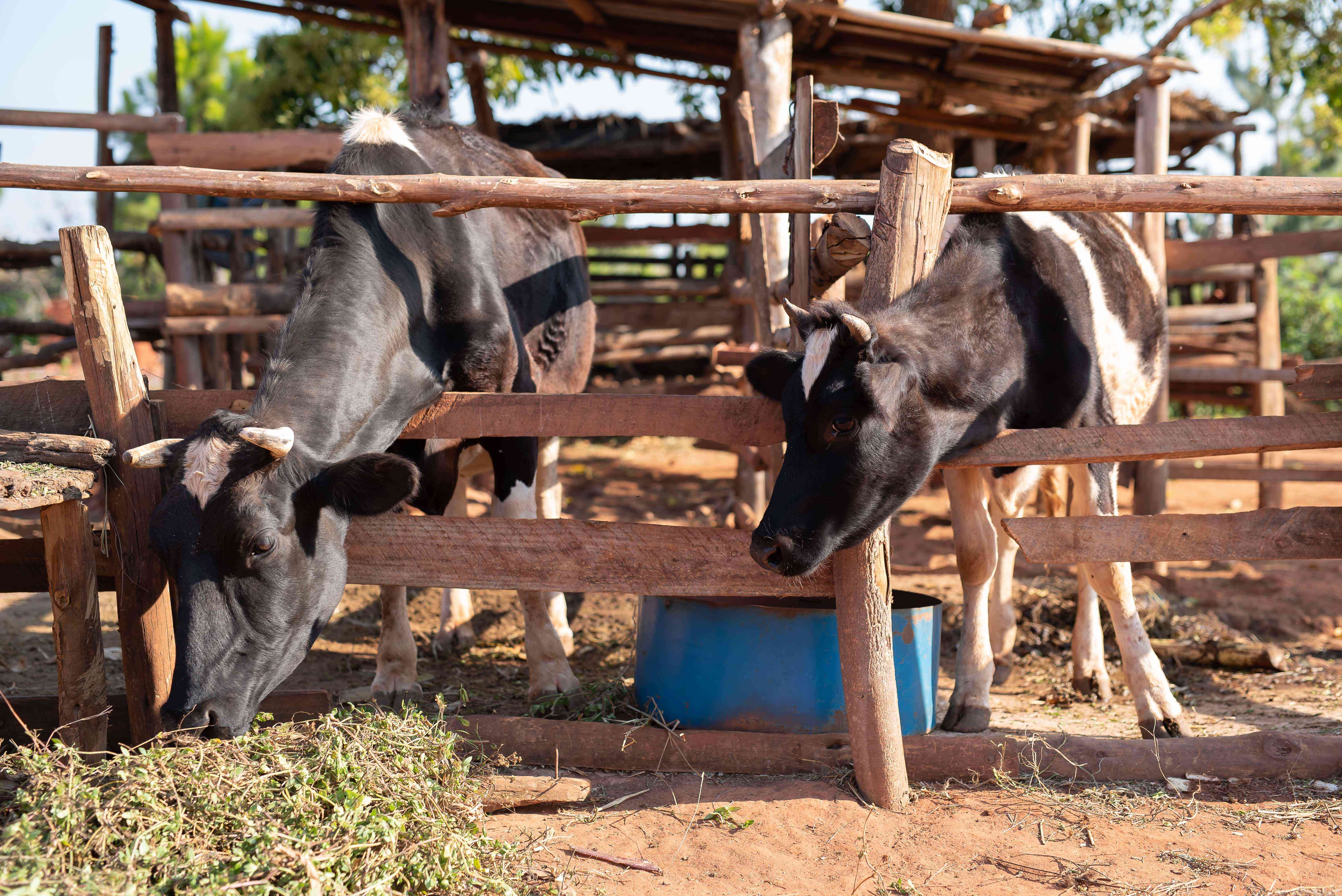 Cattle kraal belonging to Alice Honde, a beneficiary under the AFAS Foundation supported project