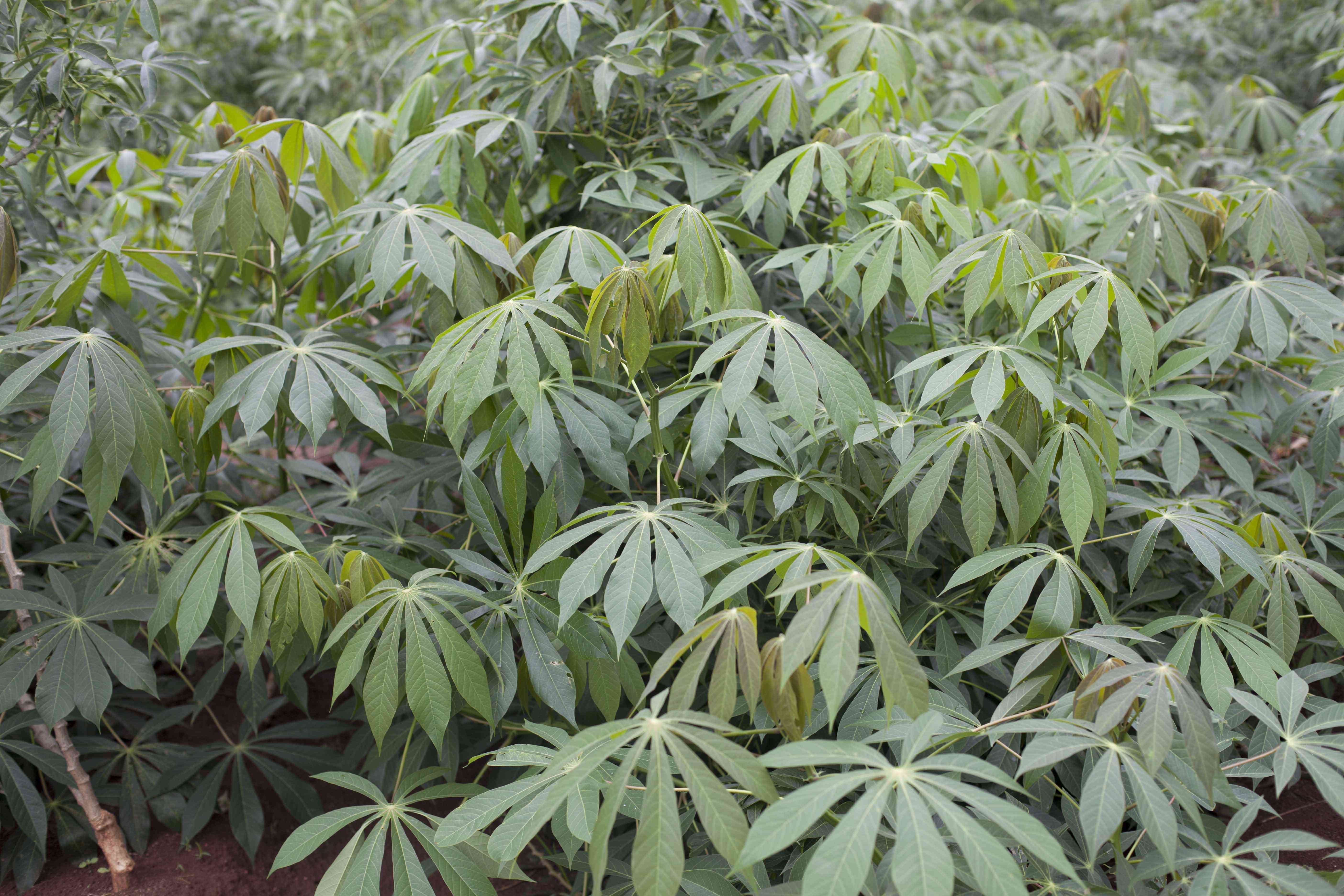 Cassava crop